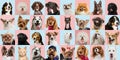 Stylish dogs and cats posing. Cute pets happy. Creative collage isolated on multicolored studio background. Royalty Free Stock Photo