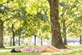 Stylish attractive brunette lying on a lawn