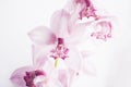 Beautiful pink orchid on white background