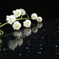 Stylish black background with lily of the valley, water drops and empty space Royalty Free Stock Photo