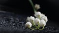 Stylish black background with lily of the valley, water drops and empty space Royalty Free Stock Photo