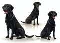Stylish Black Labrador Silhouettes A Versatile Design Resource for Posters Logos Websites and More Royalty Free Stock Photo
