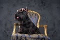 Stylish black scottish terrier with heart shaped sunglasses Royalty Free Stock Photo