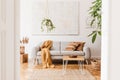 Modern boho interior of living room at cozy apartment with gray sofa. Royalty Free Stock Photo