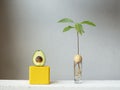 Stylish and botany composition of a young sprout of avocado plant from a seed with roots in water