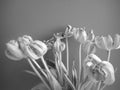 Stylish bouquet of blooming tulips black and white photo