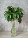 Stylish bouquet of green leaves