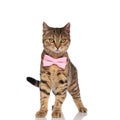 Stylish british fold cat standing and looking to side