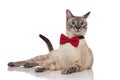 Stylish burmese cat in awe lying and looking to side