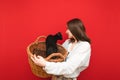 Stylish cheerful girl holding a basket with a black cat on a red background, looking at a pet and smiling. Shopping cart with a