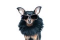 Stylish, chic dog isolated , diva in a fur coat