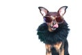 Stylish, chic dog isolated , diva in a fur coat Royalty Free Stock Photo