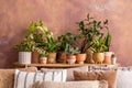 Stylish composition of creative spacious living room interior with plants, sofa, pillows and stylish accessories. Botanical space Royalty Free Stock Photo