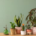 Stylish composition of home garden interior filled a lot of beautiful plants, cacti, succulents, air plant in different design Royalty Free Stock Photo