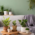 Stylish composition of home garden interior filled a lot of beautiful plants, cacti, succulents, air plant in different design Royalty Free Stock Photo