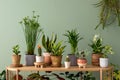 Stylish composition of home garden interior filled a lot of beautiful plants, cacti, succulents, air plant in different design Royalty Free Stock Photo