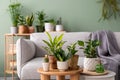 Stylish composition of home garden interior filled a lot of beautiful plants, cacti, succulents, air plant in different design Royalty Free Stock Photo