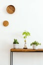 Stylish composition of living room interior with white wall, green plants in white hipster designed pots on the wooden. Royalty Free Stock Photo