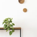 Stylish composition of living room interior with white wall, green plants in white hipster designed pots on the wooden. Royalty Free Stock Photo
