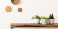 Stylish composition of living room interior with white wall, green plants in white hipster designed pots on the wooden. Royalty Free Stock Photo