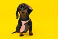 Stylish dachshund puppy in pink tie with wrapped ear sits on yellow background Royalty Free Stock Photo