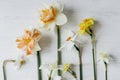 Stylish daffodils flat lay on rustic white table. Hello spring, floral banner. Beautiful daffodil bouquet on wood. Happy womens