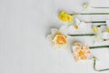 Stylish daffodils flat lay on rustic white table. Hello spring, floral banner. Beautiful daffodil bouquet on wood. Happy womens