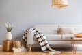 Boho living room with grey sofa and natural accessories. Cosy home decor. Royalty Free Stock Photo