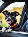 Stylish dog looking out in a car. Royalty Free Stock Photo