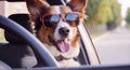 Stylish dog in sunglasses driving a car. Royalty Free Stock Photo