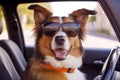 Stylish dog in sunglasses driving a car. Royalty Free Stock Photo