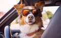 Stylish dog in sunglasses driving a car. Royalty Free Stock Photo