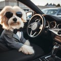 Stylish dog in sunglasses driving a car. ai generative Royalty Free Stock Photo