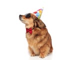 Stylish dog with sunglasses looking for its birthday treat Royalty Free Stock Photo