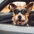 Stylish dog wearing sunglasses in a car window. Royalty Free Stock Photo