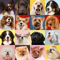 Stylish dogs posing. Cute doggies or pets happy. Creative collage of different breeds of dogs.