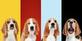 Stylish dogs posing. Cute doggies or pets happy. The different purebred puppies. Creative collage isolated on