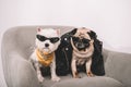 Stylish dogs in sunglasses