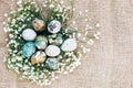 Stylish Easter quail eggs with spring flowers in floral nest on rustic fabric in sunny light on wood. Modern colorful eggs painted Royalty Free Stock Photo