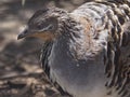 A stylish elegant bright-eyed Malleefowl.