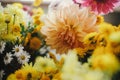 Stylish fall bouquets with yellow and pink asters and dahlias.  Hello autumn! Floral wallpaper. Beautiful autumn flowers close up Royalty Free Stock Photo