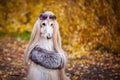 Stylish, fashionable dog, Afghan hound Royalty Free Stock Photo