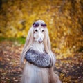 Stylish, fashionable dog, Afghan hound in a fur Manto and sunglasses