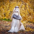 Stylish, fashionable dog, Afghan hound in a fur Royalty Free Stock Photo