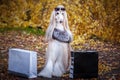 Stylish, fashionable dog, Afghan hound in a fur Royalty Free Stock Photo