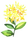 Stylish flowers illustration Royalty Free Stock Photo