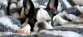 Stylish french bulldog puppy lounging in a cozy bed, a fashionable and adorable companion