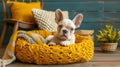 Stylish french bulldog puppy lounging in a cozy bed, a fashionable and charming companion