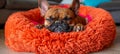 Stylish french bulldog puppy lounging in a cozy bed, a fashionable and elegant companion