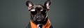 A Stylish French Bulldog Sporting A Trendy Outfit Including A Jacket Tie And Glasses Posing Confiden